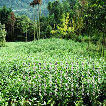 都江堰市茅亭茶业有限公司