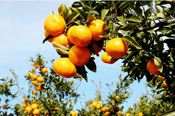柑橘1.jpg