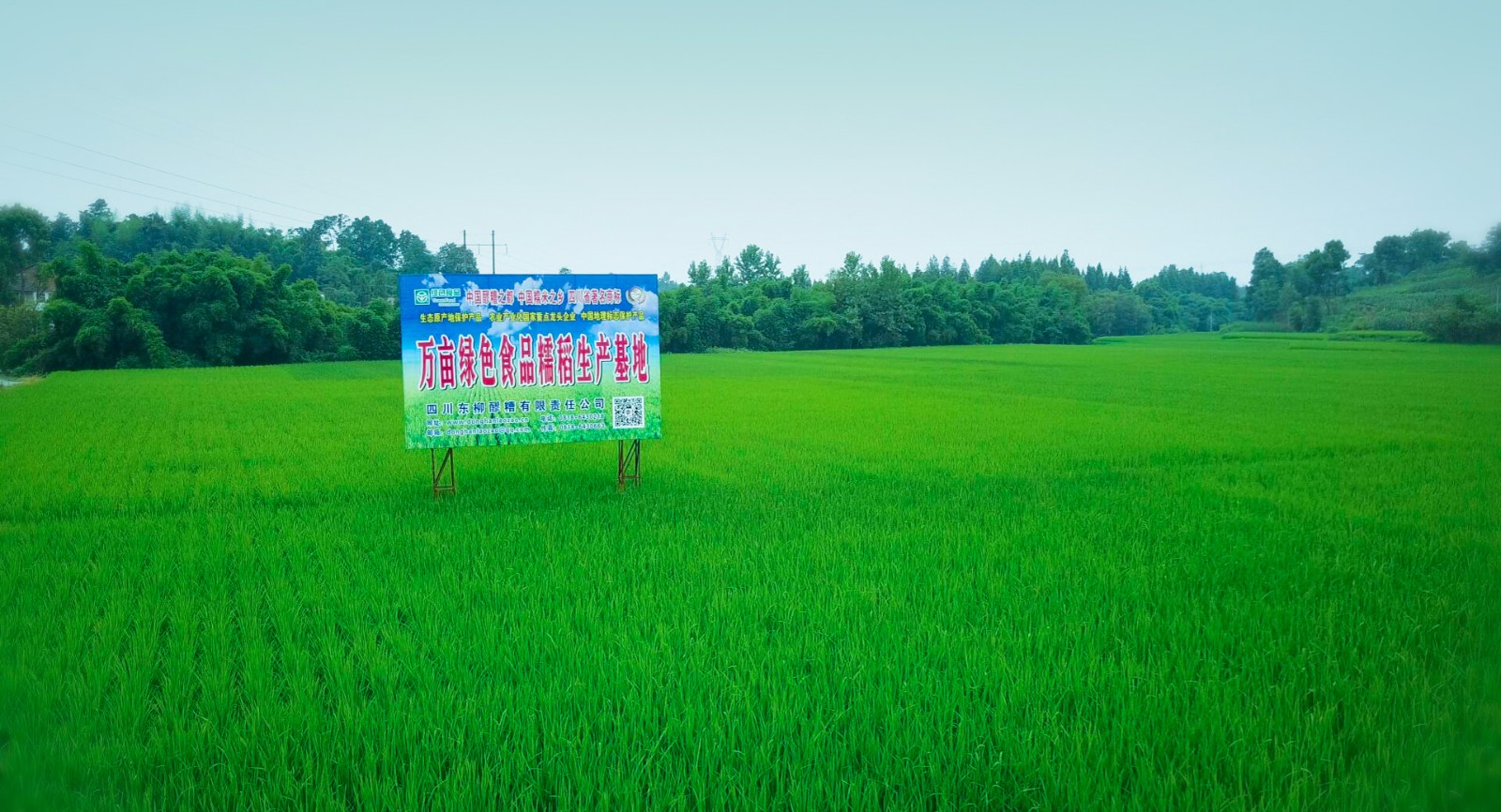 2、东柳公司万亩绿色食品糯稻生产基地.jpg