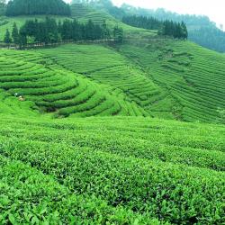 茅亭茶业亮相第七届四川国际茶业博览会