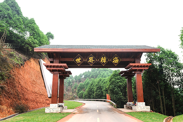 叙州区“世界樟海”1.jpg