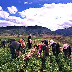 理塘县“康藏阳光”构建农业社会化服务体系的探索与实践