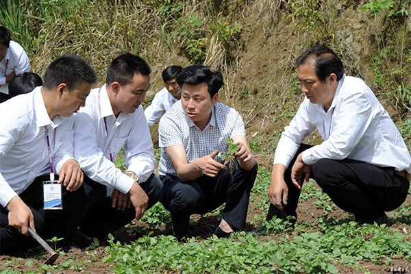 宣汉县龙森中药材有限公司负责人杨昌林（右二）返乡创业，为乡亲们开辟了一条“致富路”-1.jpg