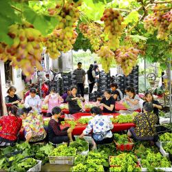 切实抓好巩固拓展脱贫攻坚成果各项工作  牢牢守住不发生规模性返贫致贫底线