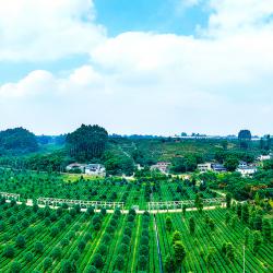 “春启万象”天府消费季活动在蓉启动 王晓晖施小琳出席