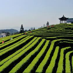 把优化营商环境作为推动经济回升向好的关键抓手