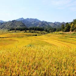 农业农村厅召开全省市（州）农办主任、农业（农牧）农村局长工作会议