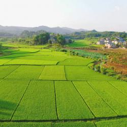 全省水稻集中育秧现场观摩培训班在大邑县举办