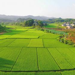 崖州湾国家实验室成都粮油作物试验基地签约揭牌及万安实验室揭牌仪式在蓉举行