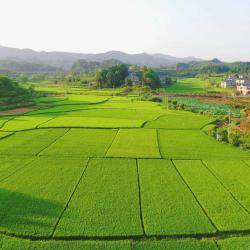 四川启动千亿级优势特色农业产业建圈强链“双培”行动