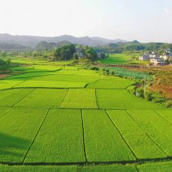 2025年全省乡村产业振兴带头人培育“头雁”项目启动培训班在成都举行