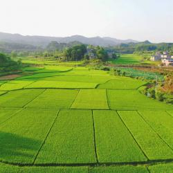 农业农村部农垦局局长左常升一行赴川调研指导农垦改革发展工作