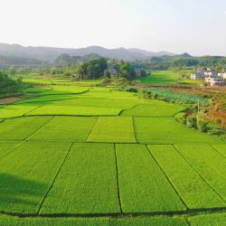 农业产业化国家重点龙头企业名单公布  四川111家企业上榜  数量居全国第四西部第一