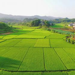 第十四届四川国际茶业博览会圆满落幕 总成交额24.6亿元  加速推动川茶出海