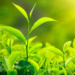 农业农村部办公厅推介第三批农业绿色发展典型案例