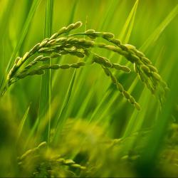 农业农村部选派一批青年科学家入驻农业科技企业