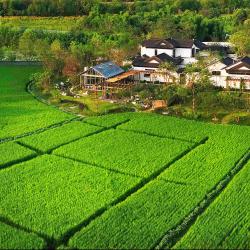 上半年全国农业农村经济运行总体平稳