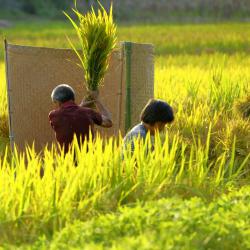 一张网如何“链”起“舌尖安全”