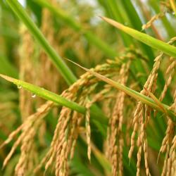 全国今年早稻总产量较去年增加6.8亿斤