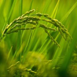 四川农博会9月4日开幕  首设千亿级产业精品馆