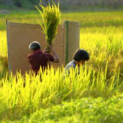 全省农业综合统计培训在德阳召开
