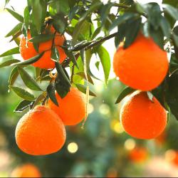 农业农村厅组织召开2025年上半年四川省农产品质量安全形势会商分析会